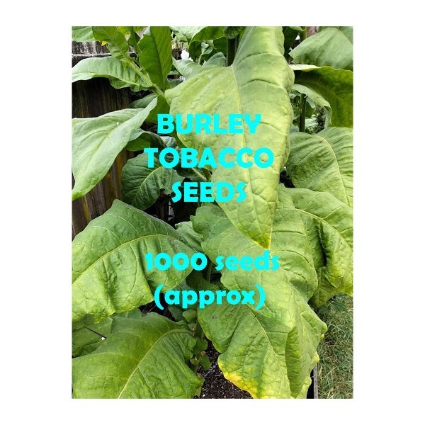 Tobacco Seed Burley 1000pk GT014