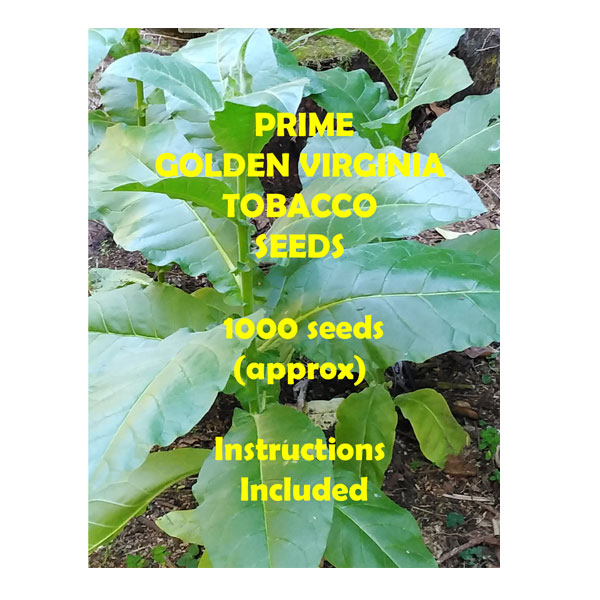 Tobacco Seed 1000pk GT012
